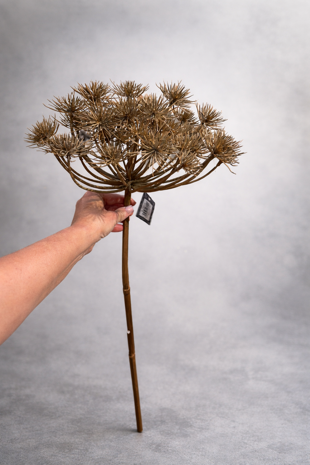 Deko Trockenblume / künstliche Blume Heracleum