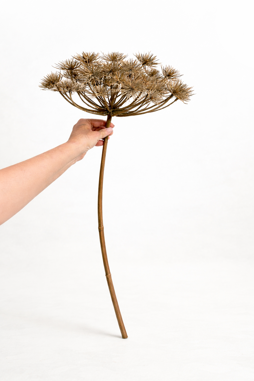Deko Trockenblume / künstliche Blume Heracleum