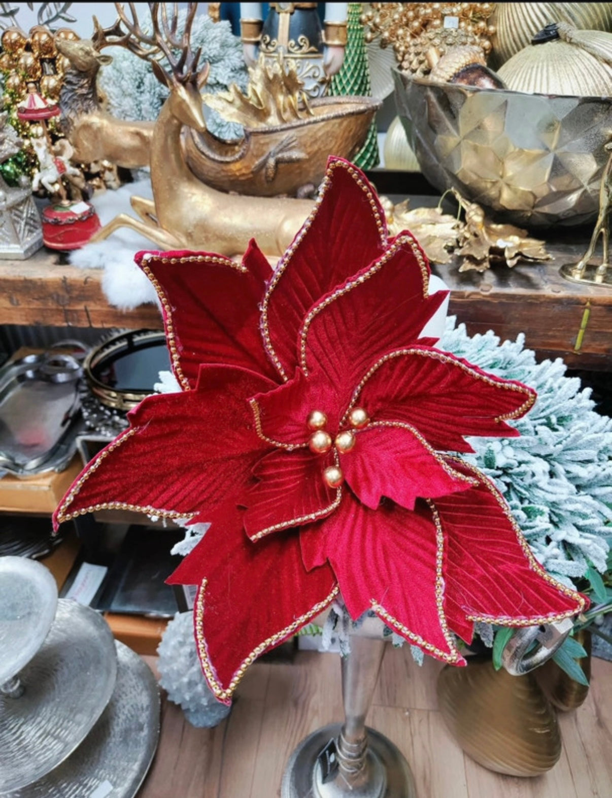 Wunderschöne Weihnachtsstern-Blüte – edel & festlich ✨